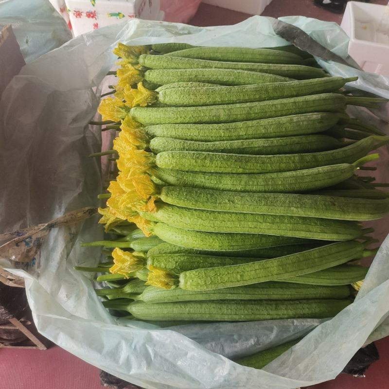 精品丝瓜