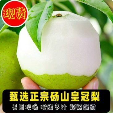 皇冠梨品质保证价格优惠实力商家产地直发欢迎