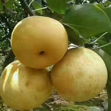 脆冠梨