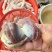 现宰鲜大鸭胗个个饱满无注水