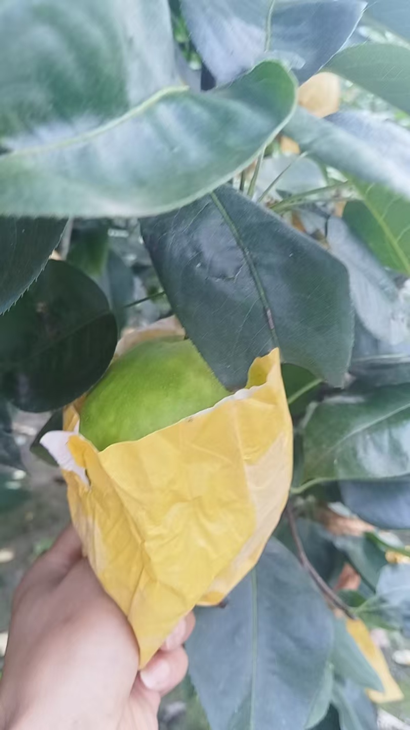 精品翠冠梨大量上市品质保证量大从优一手货源