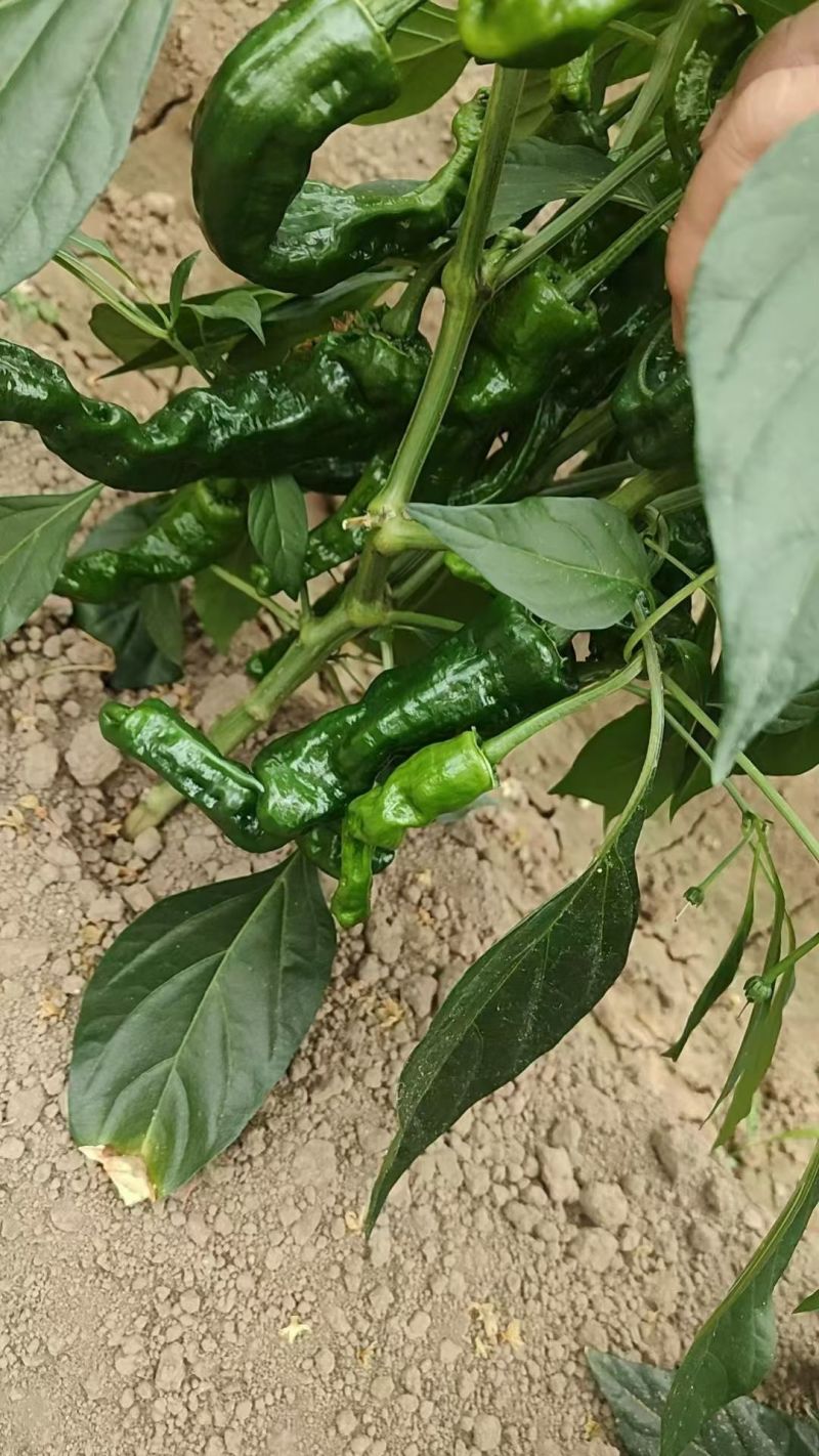 有意者联系，价格详谈