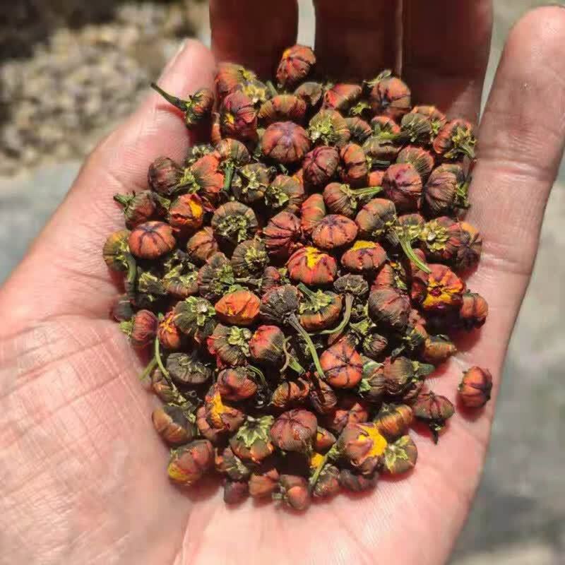 高原雪域胎菊正宗西藏原生菊花茶