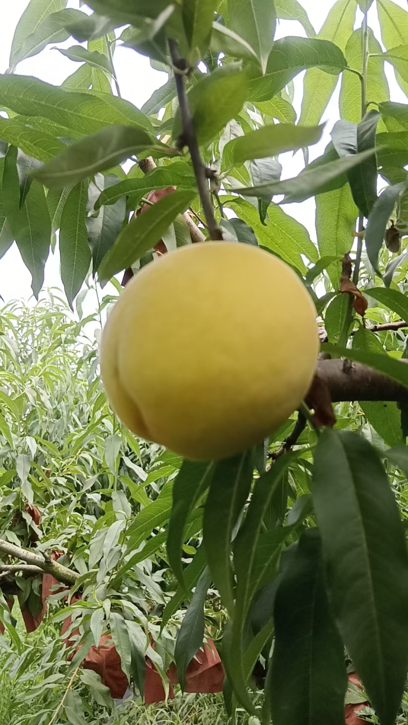 精品春雨黄桃(离核)套袋黄桃，市场货，罐头厂，榨汁厂