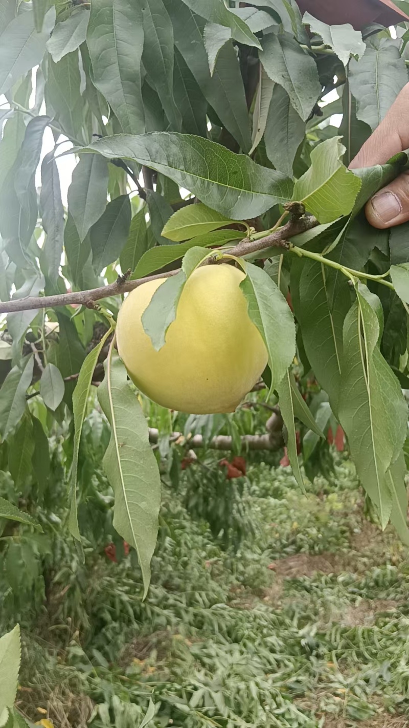 精品春雨黄桃(离核)套袋黄桃，市场货，罐头厂，榨汁厂