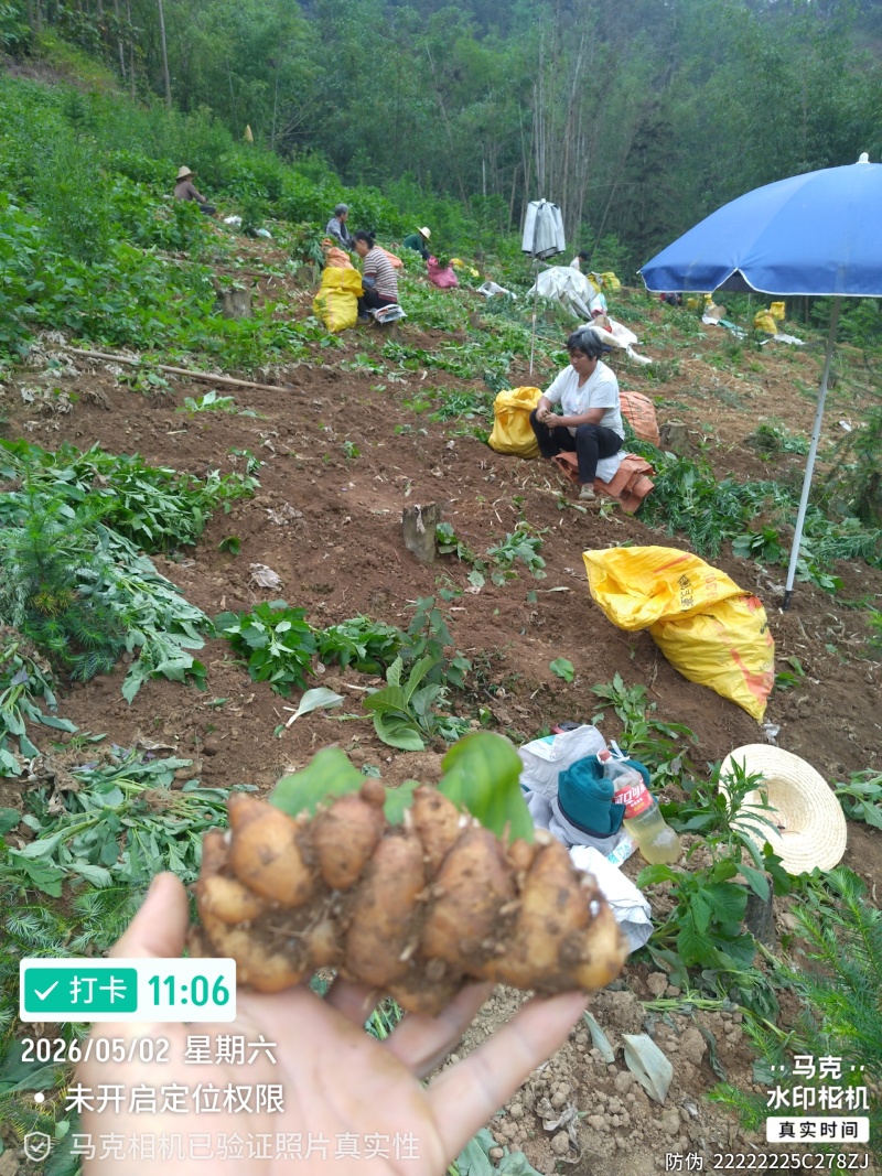 沙姜