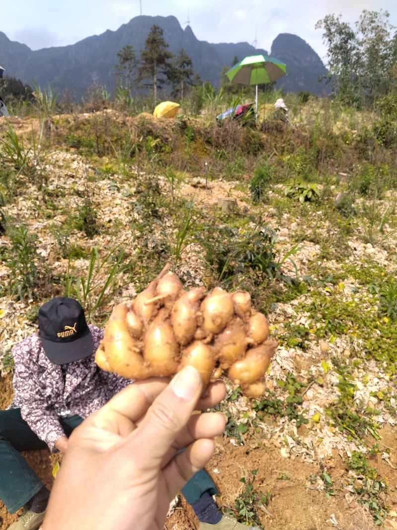 沙姜