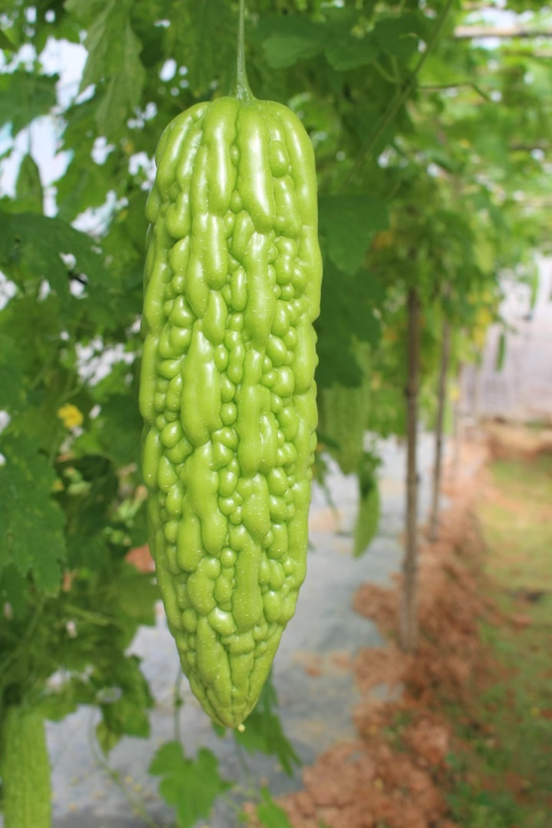 大明苦瓜种子茎粗抗性好耐热中早衰瓜条丰满刺溜圆正基地用