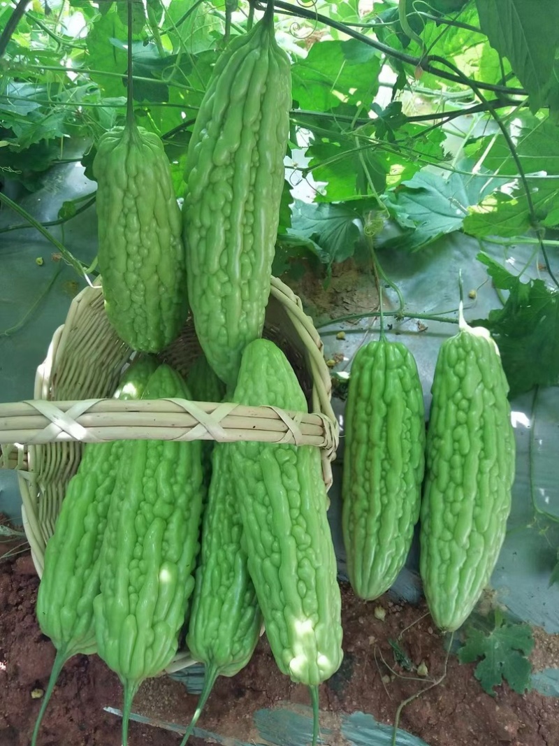 大明苦瓜种子茎粗抗性好耐热中早衰瓜条丰满刺溜圆正基地用