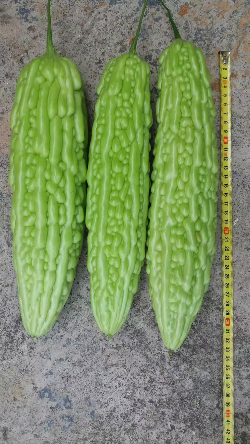 大明苦瓜种子茎粗抗性好耐热中早衰瓜条丰满刺溜圆正基地用