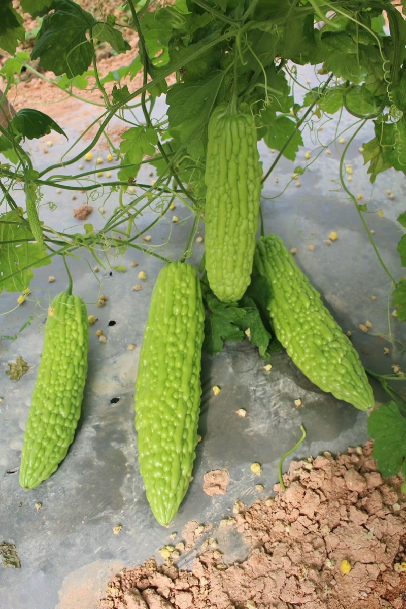 大明苦瓜种子茎粗抗性好耐热中早衰瓜条丰满刺溜圆正基地用