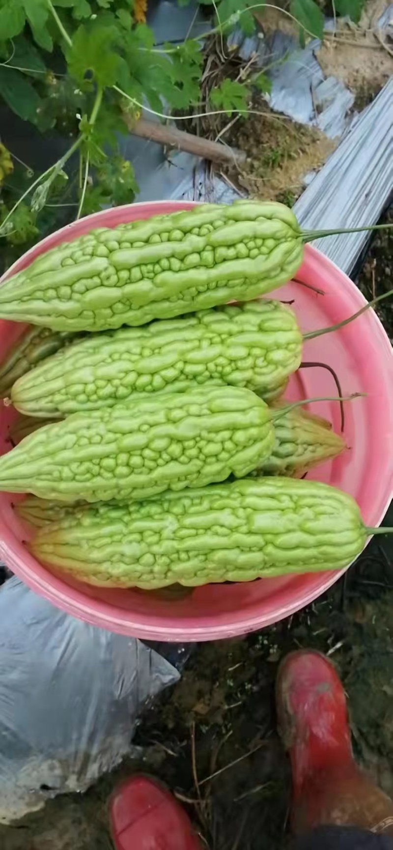 大明苦瓜种子茎粗抗性好耐热中早衰瓜条丰满刺溜圆正基地用