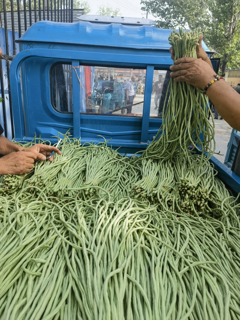 豆角产地