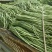 豆角产地