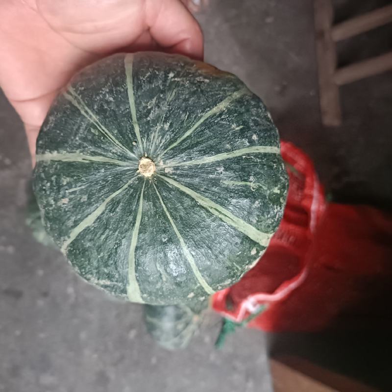 贝贝南瓜基地批发价格货源充足质量保证个头大