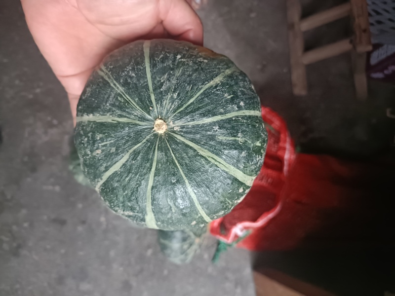 贝贝南瓜基地批发价格货源充足质量保证个头大