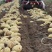 通许冷库土豆开始出库质量好