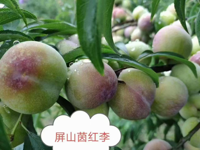四川因红李半边红