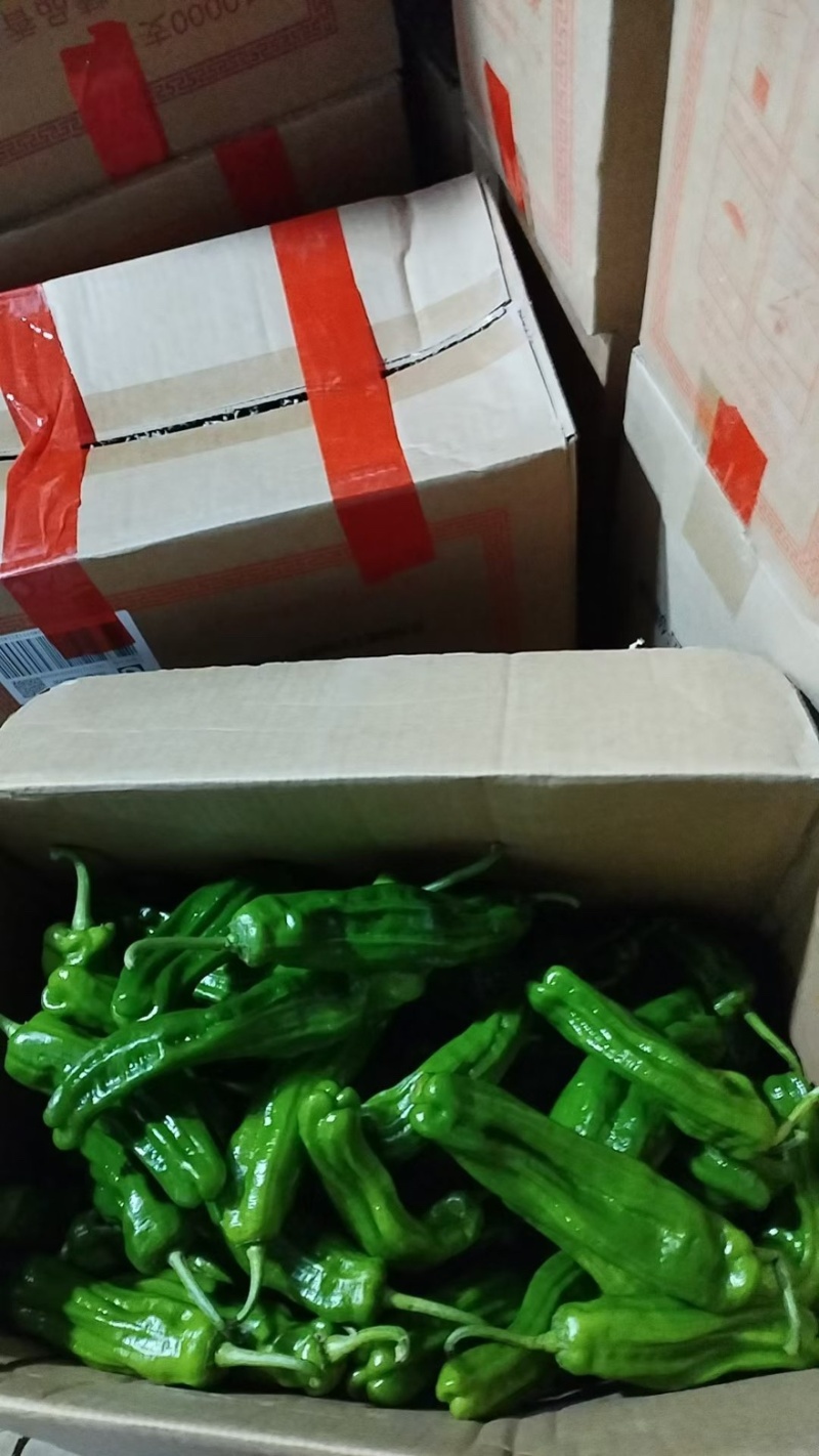 湖北螺丝椒品质保证诚信经营欢迎联系接商超市场电商