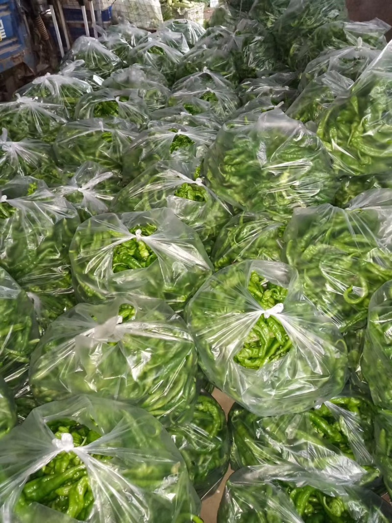湖北螺丝椒品质保证诚信经营欢迎联系接商超市场电商