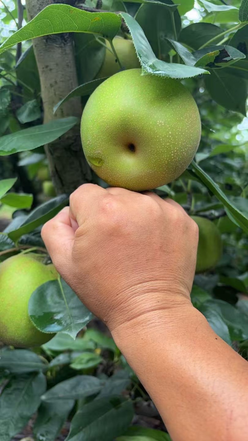 上海花米庄行蜜梨