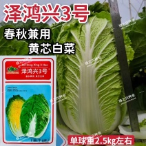 泽鸿兴3号大白菜种子杂交黄心大白菜种籽春秋两季黄芯白菜种