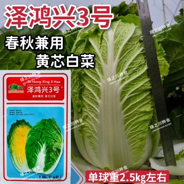 泽鸿兴3号大白菜种子杂交黄心大白菜种籽春秋两季黄芯白菜种