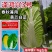 泽鸿兴3号大白菜种子杂交黄心大白菜种籽春秋两季黄芯白菜种