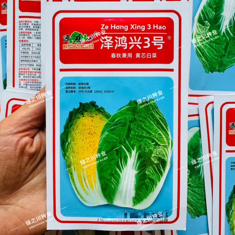泽鸿兴3号大白菜种子杂交黄心大白菜种籽春秋两季黄芯白菜种