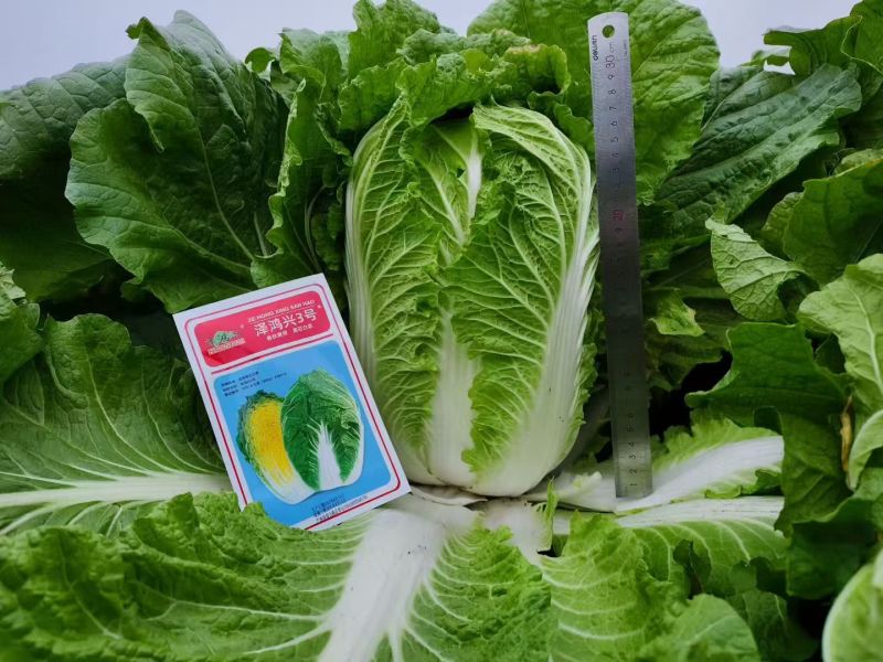 泽鸿兴3号大白菜种子杂交黄心大白菜种籽春秋两季黄芯白菜种