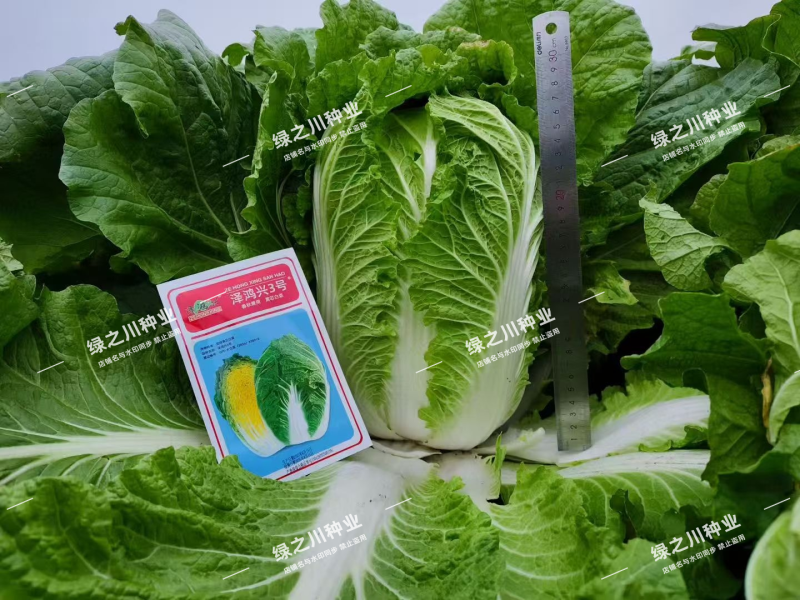 泽鸿兴3号大白菜种子杂交黄心大白菜种籽春秋两季黄芯白菜种