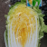 泽鸿兴3号大白菜种子杂交黄心大白菜种籽春秋两季黄芯白菜种