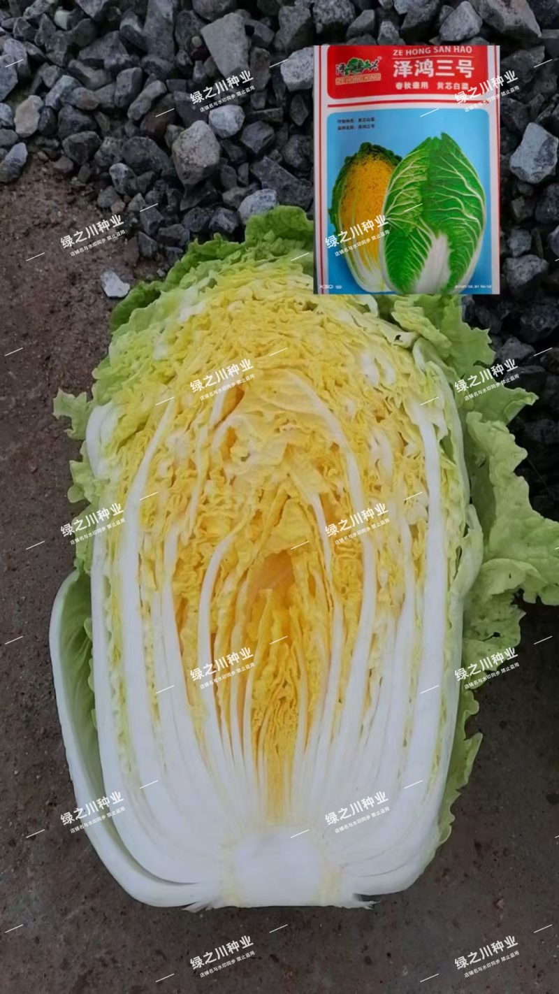 泽鸿兴3号大白菜种子杂交黄心大白菜种籽春秋两季黄芯白菜种