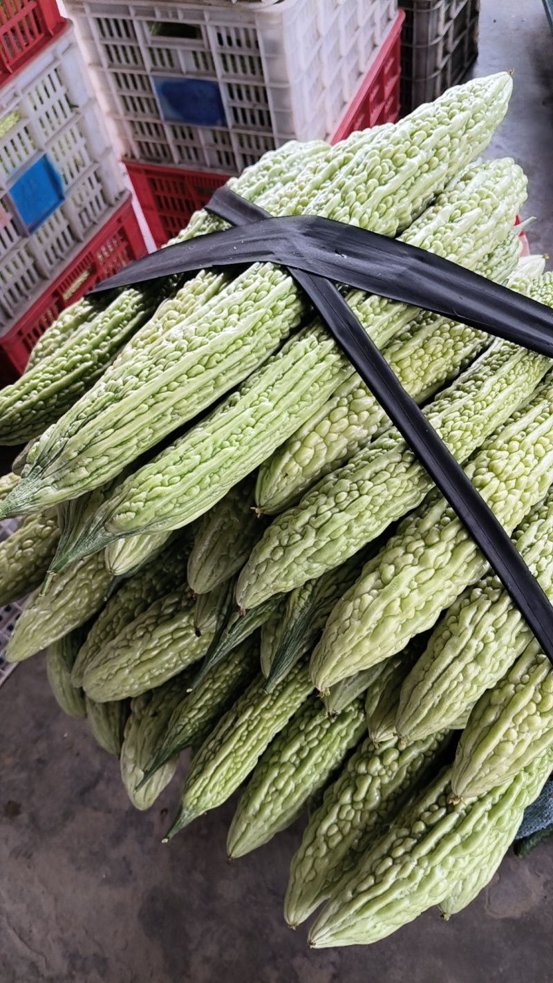 夹江苦瓜大量上市，新苗货，油瓜，品质保证，欢迎来电
