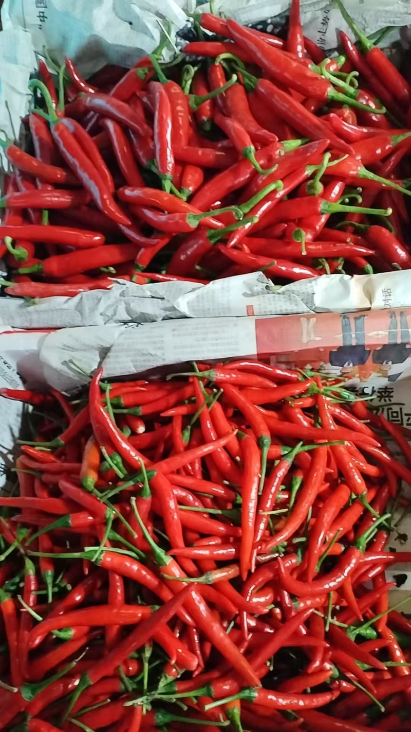 湖北小米椒品质保证诚信经营欢迎联系量大优惠