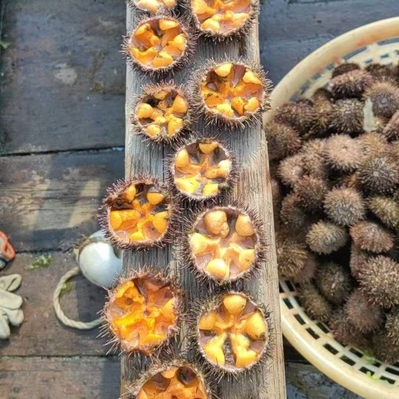 小规格马粪海胆