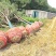 国槐基地大量供应10~25公分的国槐量大从优，欢迎实地考