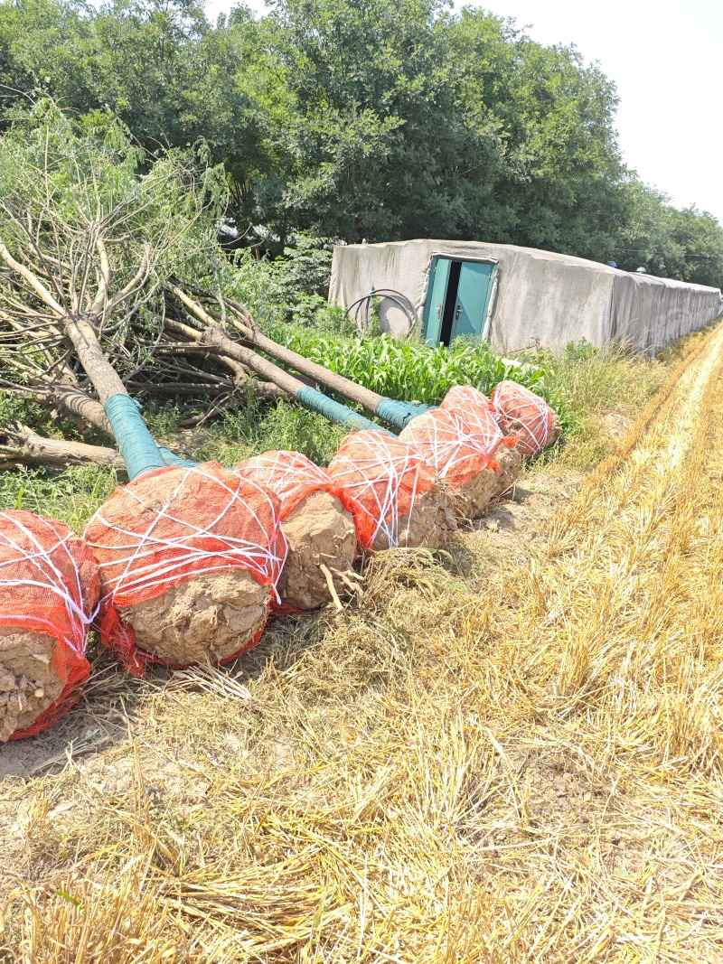 国槐基地大量供应10~25公分的国槐量大从优，欢迎实地考