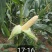 鲜玉米飞花品种