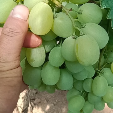 维多利亚青提陕西大荔产区