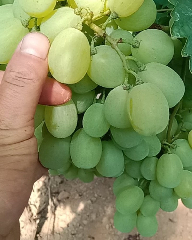 维多利亚青提陕西大荔产区