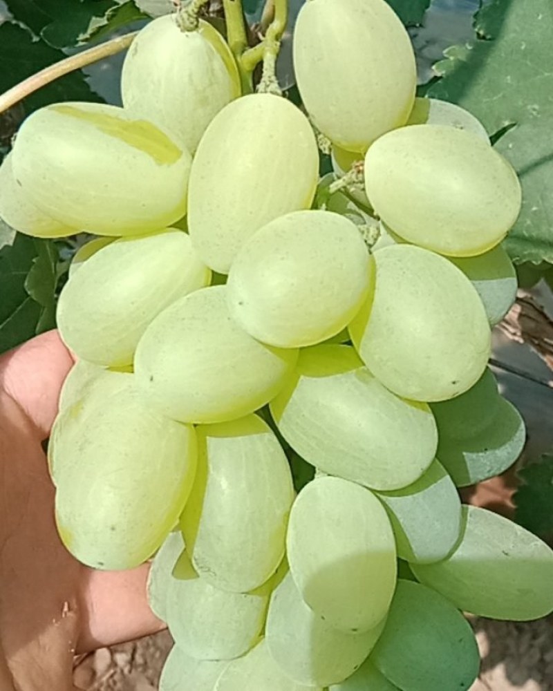 维多利亚青提陕西大荔产区