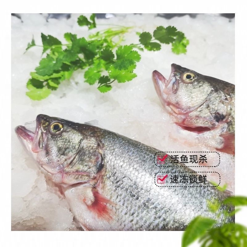 广东淡水鲈鱼鲜活鲈鱼速冻鲈鱼淡水鱼鲈鱼新鲜冰冻锁鲜批发冰鲜运