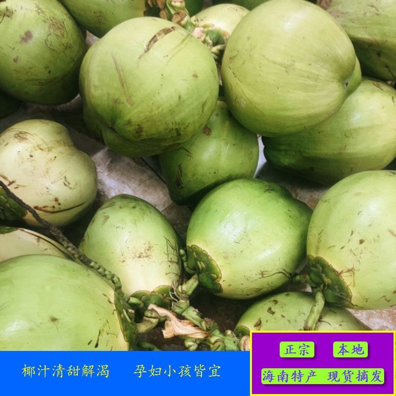 海南椰子批发全国发货