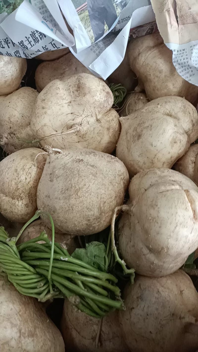 广东肇庆沙葛地瓜凉薯土瓜！脆甜多汁，新鲜上市