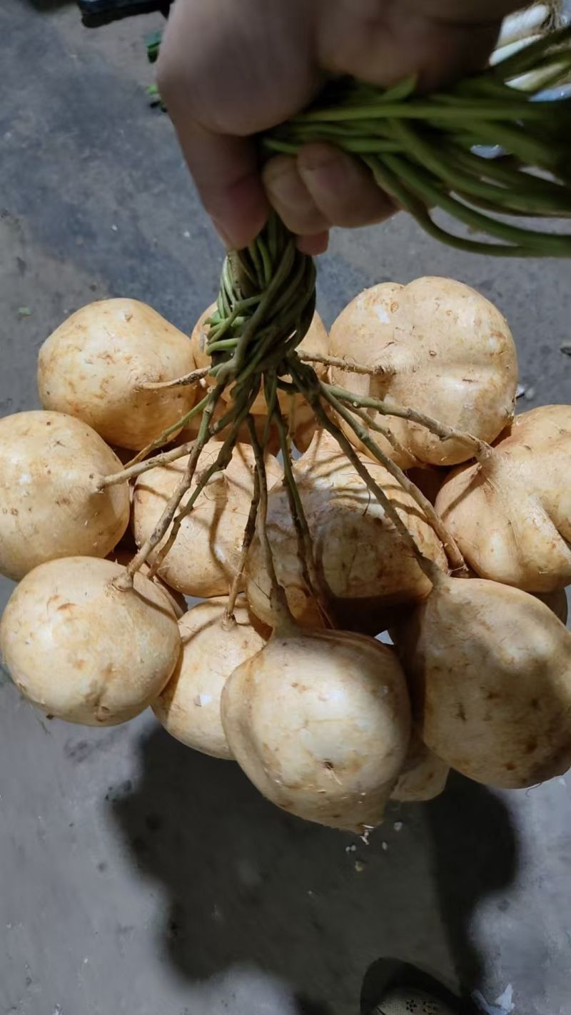 广东肇庆沙葛地瓜凉薯土瓜！脆甜多汁，新鲜上市
