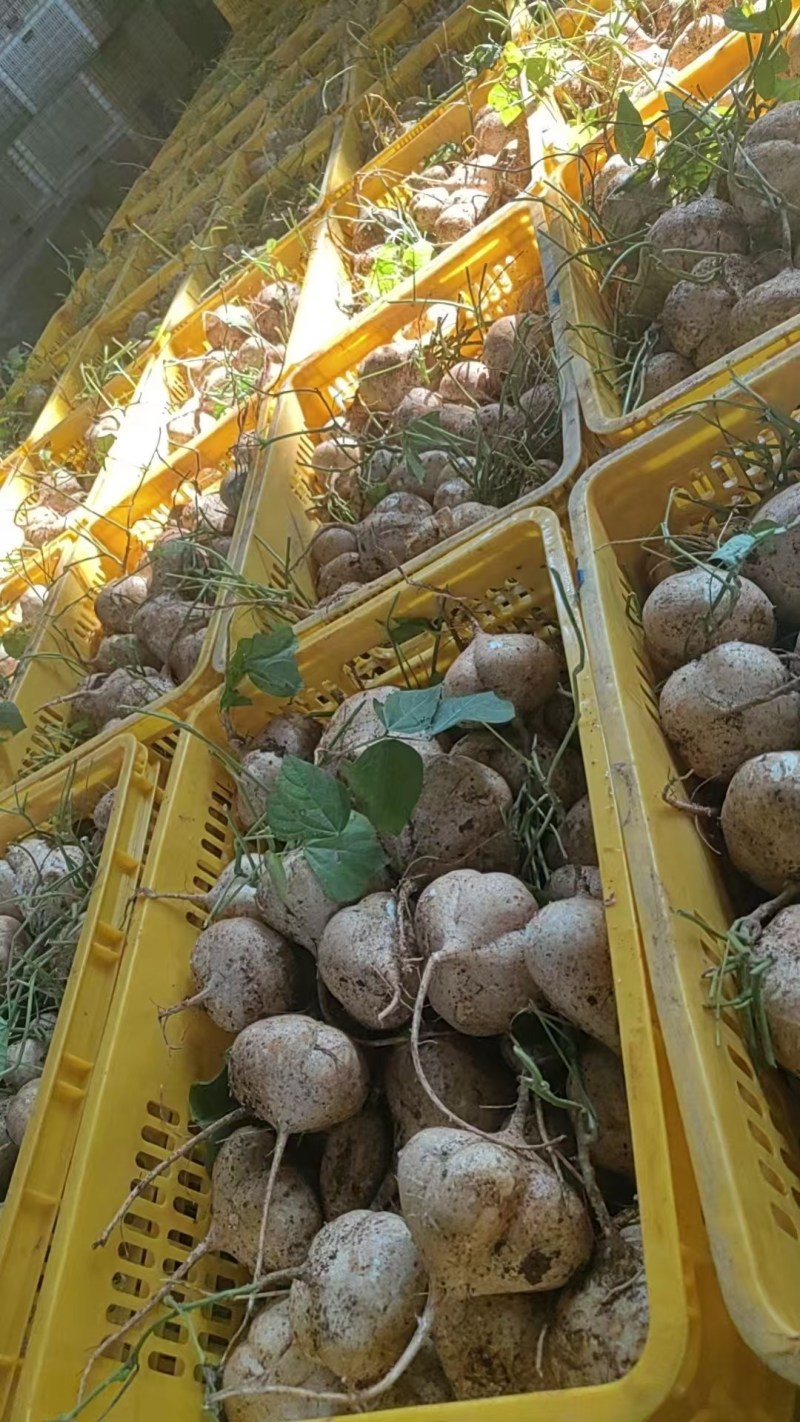 广东肇庆沙葛地瓜凉薯土瓜！脆甜多汁，新鲜上市
