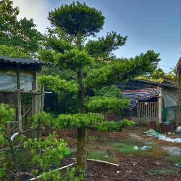 罗汉松批发