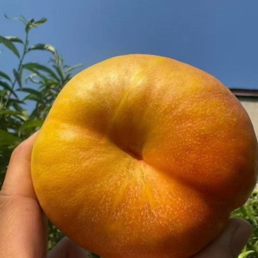 黄蟠桃7-7