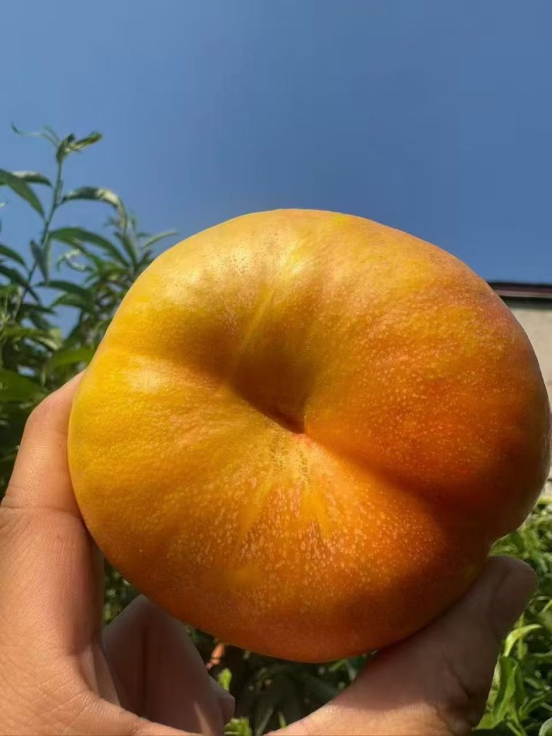 黄蟠桃7-7